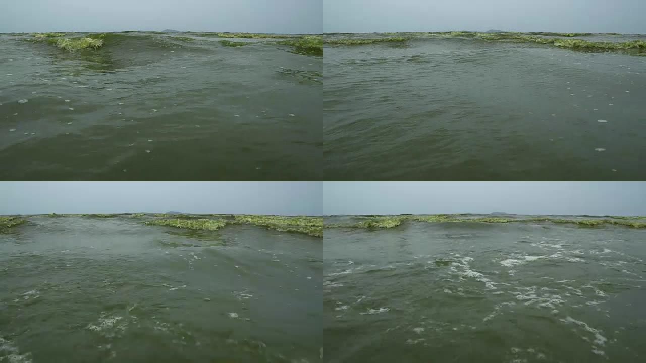 生态问题，海中蓝藻