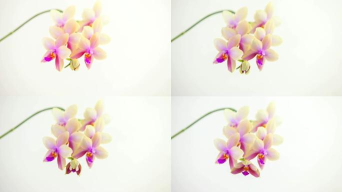 白色背景上美丽罕见的花盆兰花