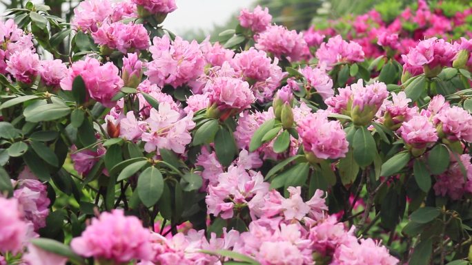 粉红映山红杜鹃花粉杜鹃花