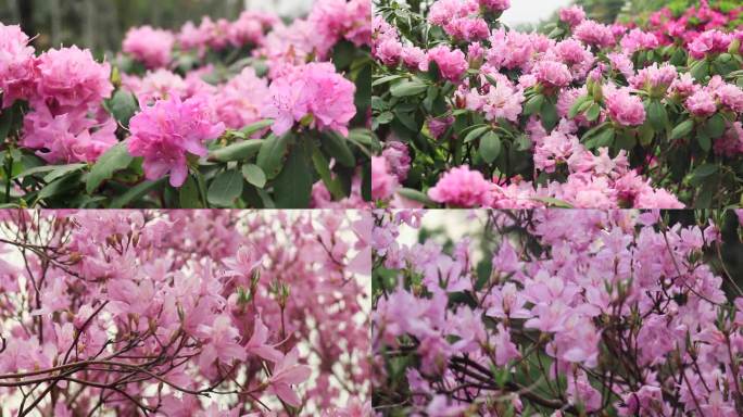 粉红映山红杜鹃花粉杜鹃花