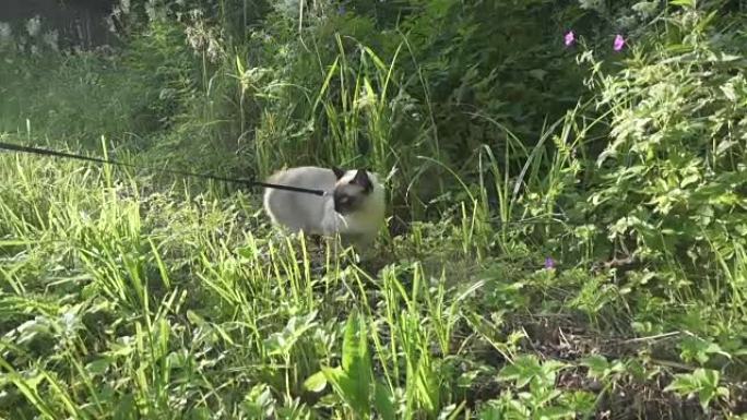 年轻的猫，小猫，暹罗东方集团，湄公河短尾在绿草丛中行走