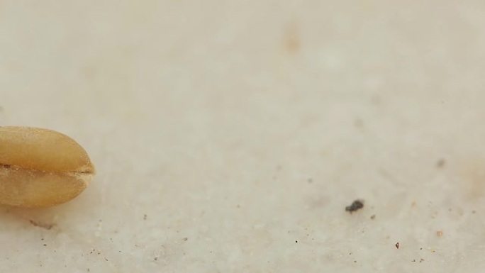 蚂蚁在夏天非常接近地接菜。