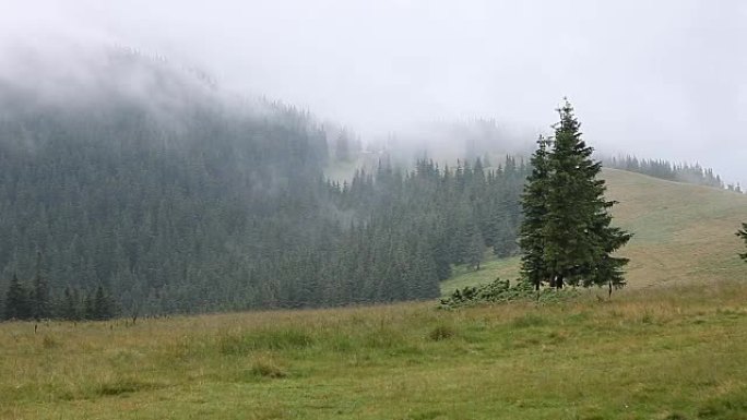 山区草地和森林上的浓雾