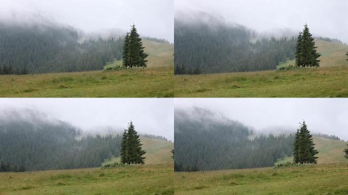 山区草地和森林上的浓雾