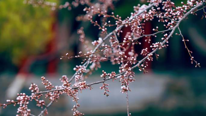 意境诗意桃花枝风中摇曳特写