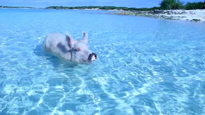 Exuma的游泳猪