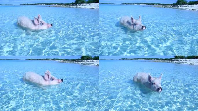 Exuma的游泳猪