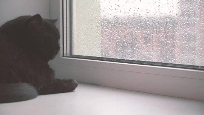 窗户。猫透过窗户看着窗外的恶劣天气