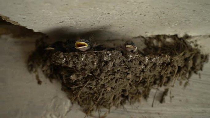 巢中的新生燕子。三只小鸟。燕子张开黄色的喙