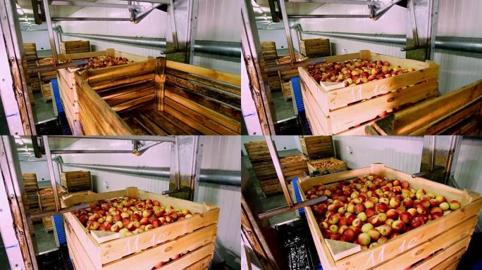 在水果生产厂清洗苹果的过程。将苹果浸入水中的木箱放在特殊的浴缸中，在水果仓库包装浴缸。在工厂分拣苹果