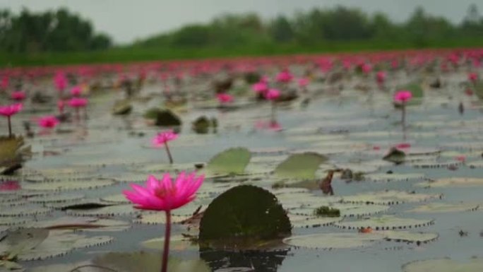 游客在游船上的湖中观光，可以看到许多红莲花的景色。