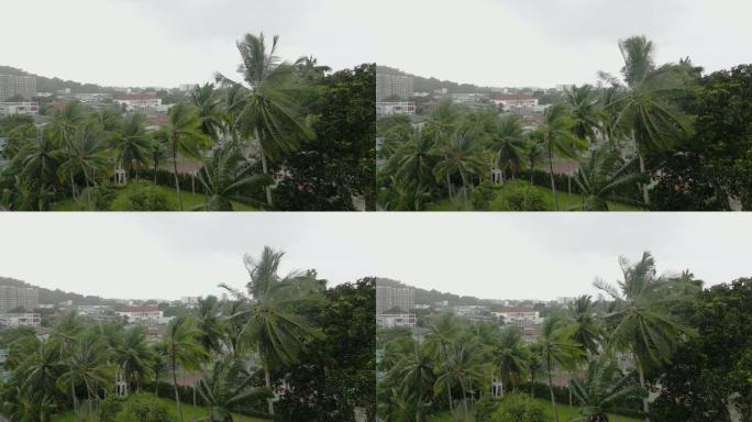 暴风雨中的椰子树。