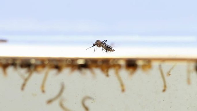 蚊子成年蛹幼虫，实验室示例-科学研究和开发概念。