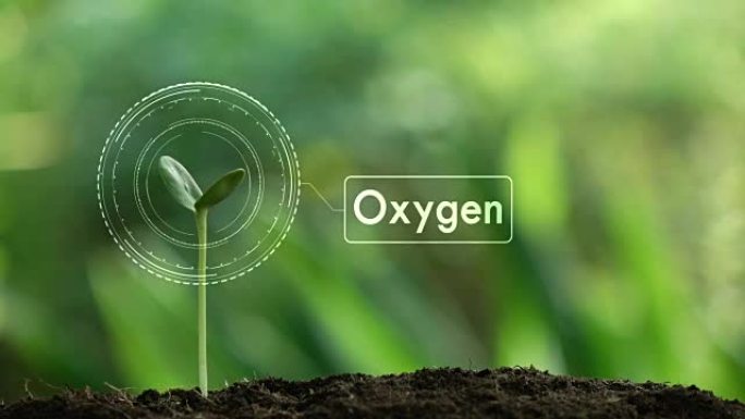 种植树木和氧气全息图，以拯救地球和自然，清洁自然生态。