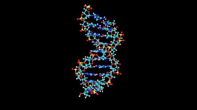 旋转DNA分子