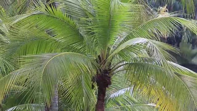 热带风雨水滴落在泰国绿色棕榈树树叶上