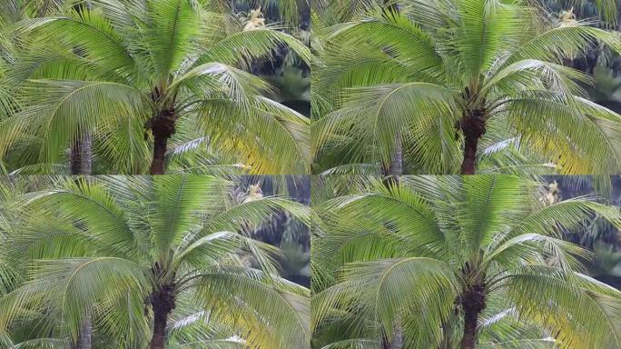 热带风雨水滴落在泰国绿色棕榈树树叶上