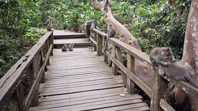 一群僧侣躺在乌鲁瓦图斯猴子森林的一座桥上