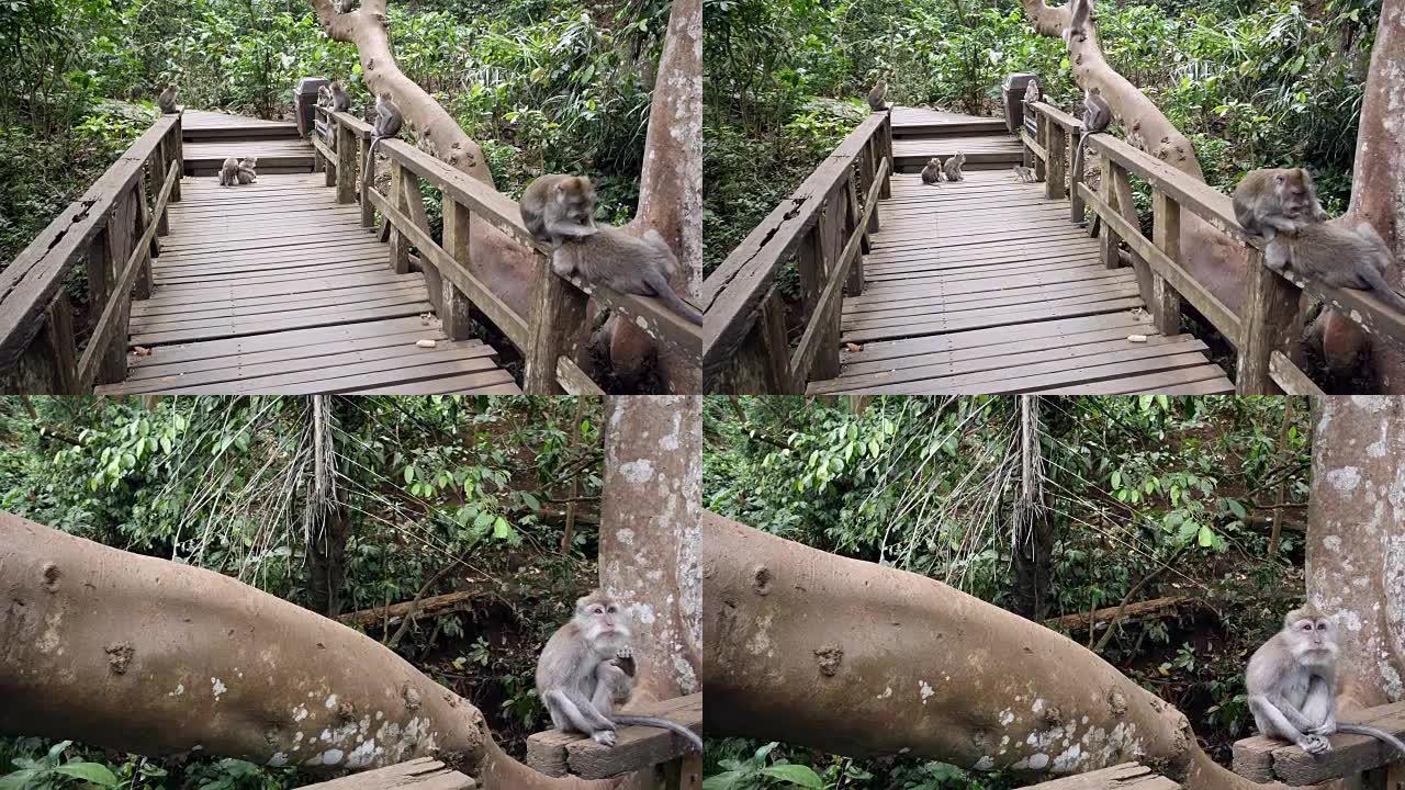 一群僧侣躺在乌鲁瓦图斯猴子森林的一座桥上