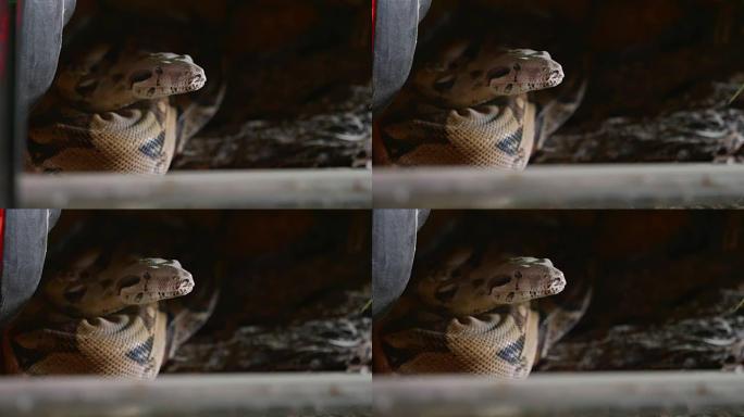 蛇的脸、眼睛和舌头的特写。佩里亚尔·宝儿的肖像