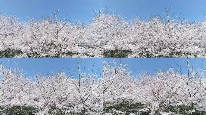 樱花的风景