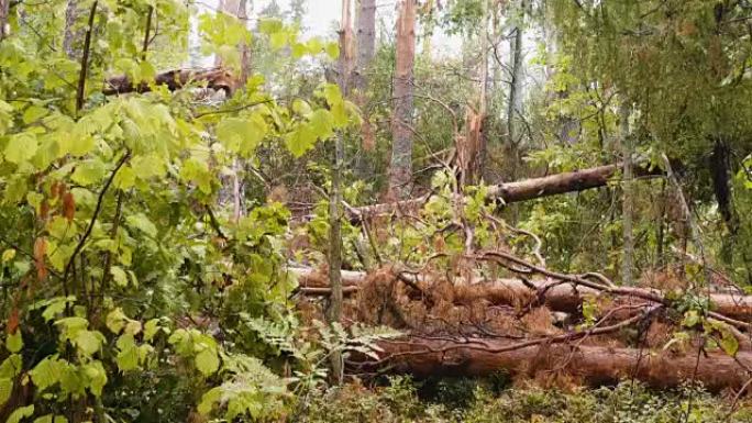强大的飓风过后破碎的森林