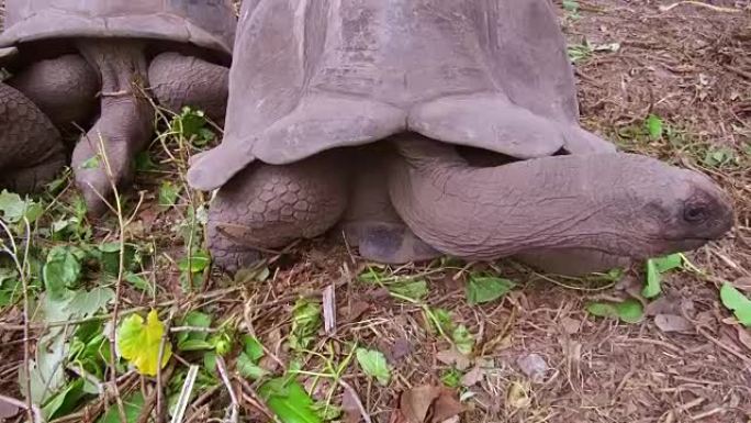 塞舌尔户外的巨型乌龟