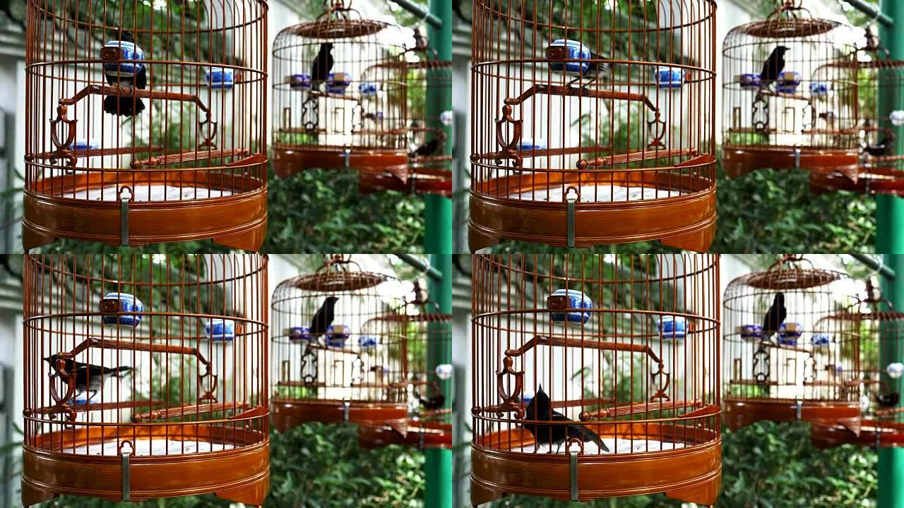 香港旺角木笼中的三只黑色鸟类