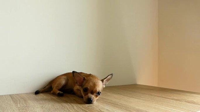 棕色吉娃娃小狗躺在地板上