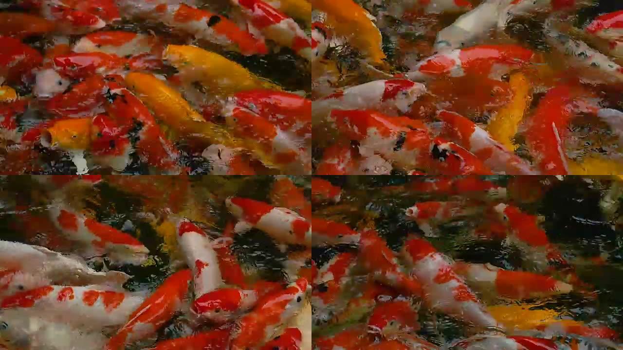 五颜六色的鲤鱼或锦鲤在池塘里游泳
