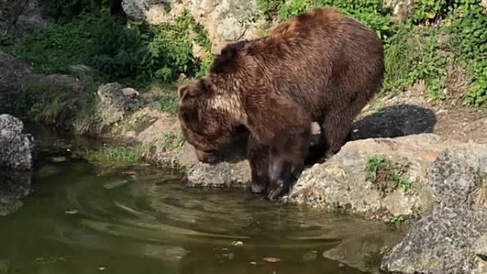 棕熊近水特写镜头
