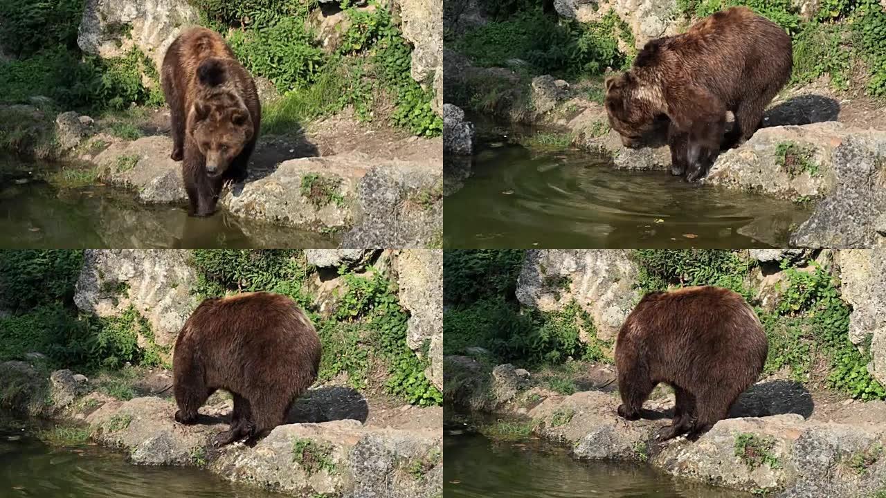 棕熊近水特写镜头