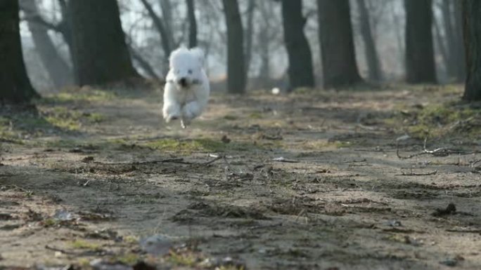 白狗跑