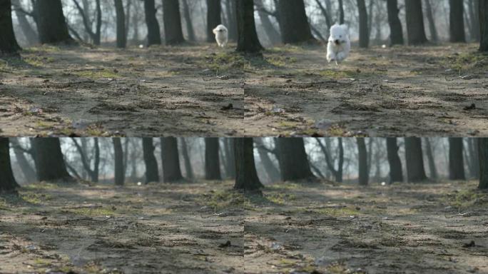 白狗跑