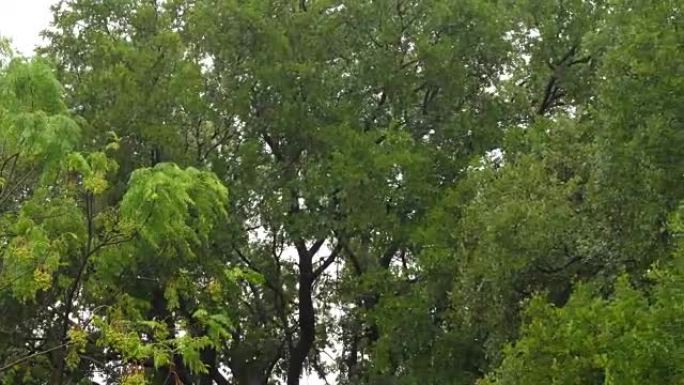 大雨和强风移动树木树枝平移视频
