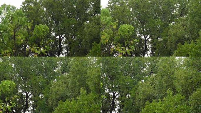 大雨和强风移动树木树枝平移视频