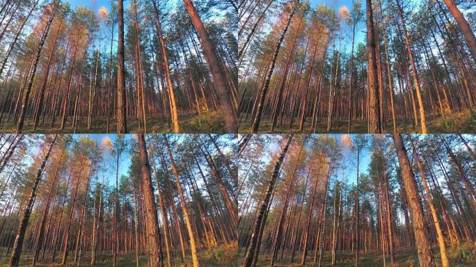 带着摄像机在秋天的森林里散步。