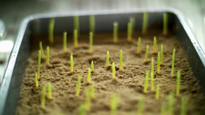 特写，转基因绿色幼芽在土壤中，在特殊室的小盒子中，在科学实验室中。各种谷物的发芽种子，育种作物
