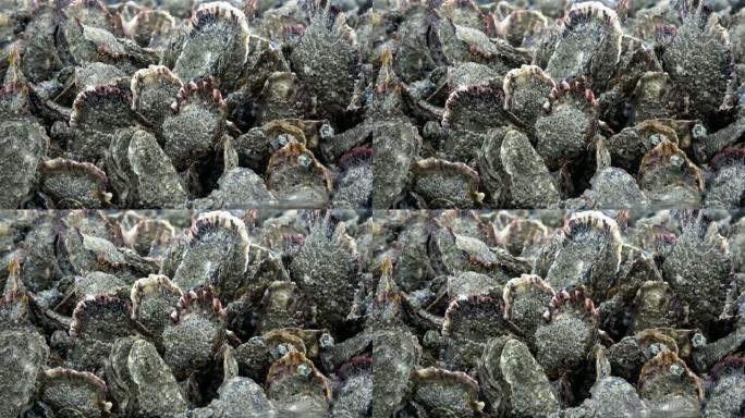 贝壳银行与太平洋牡蛎在国家公园瓦登海，Magallana gigas，退潮，贻贝床，北海