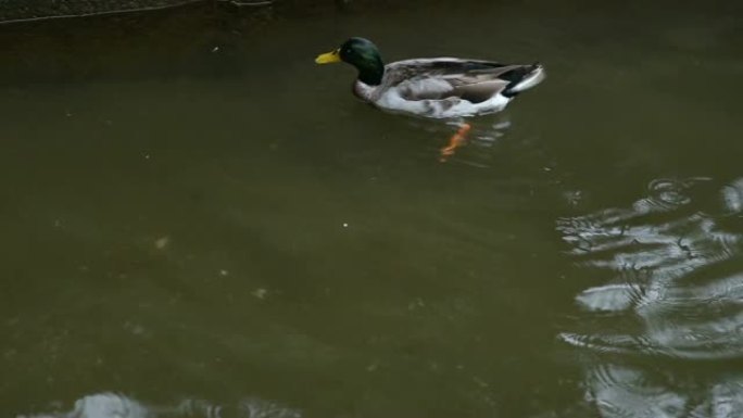 两只野鸭在水下寻找食物1