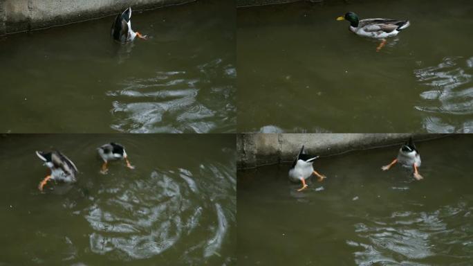 两只野鸭在水下寻找食物1