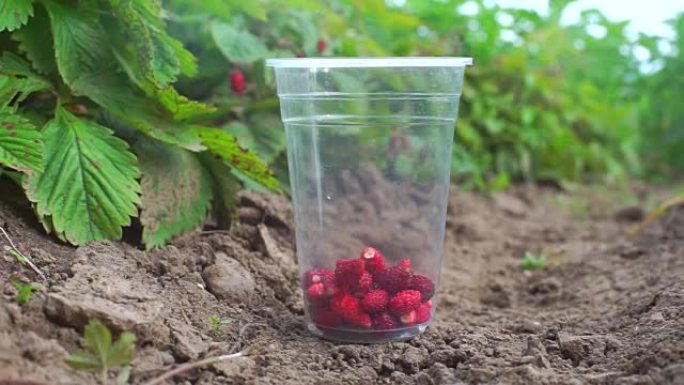 地上塑料玻璃杯里的红色浆果