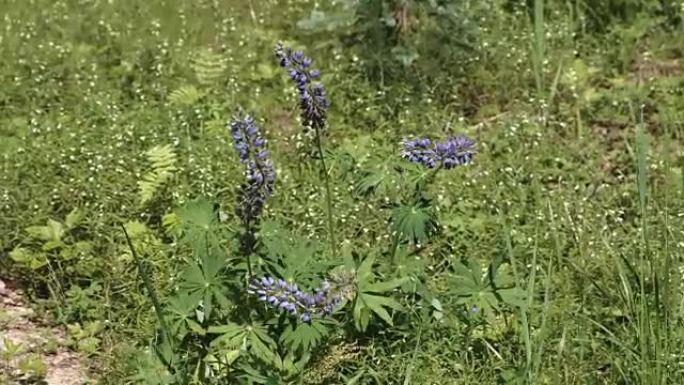 草地上的蓝色野花。