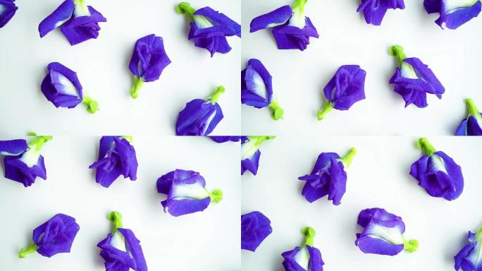 蓝色蝴蝶豌豆花