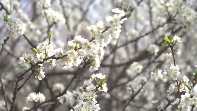 白色樱花 春暖花开 花朵特写 春色 春分