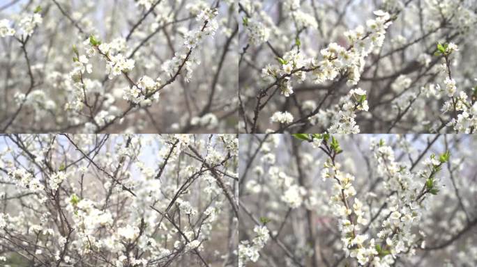 白色樱花 春暖花开 花朵特写 春色 春分