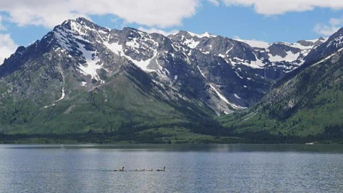 大提顿国家公园杰克逊湖加拿大鹅的慢动作剪辑