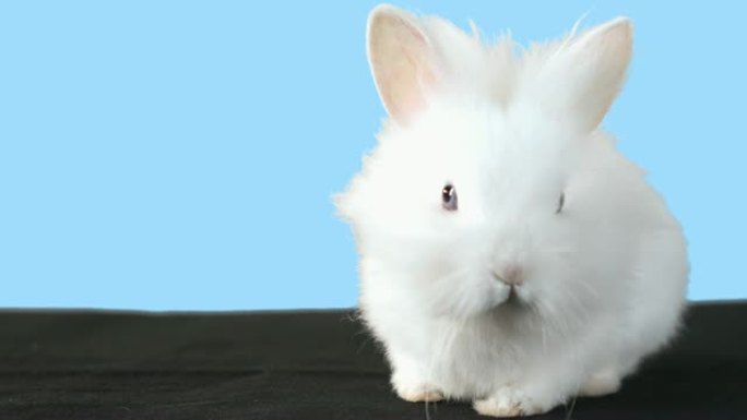 可爱的蓬松兔子站在蓝色背景前