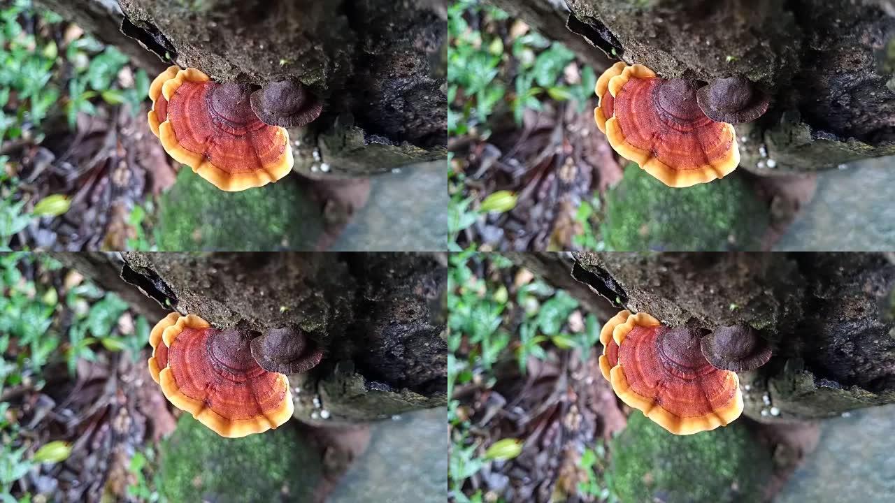 森林老石上的蘑菇
