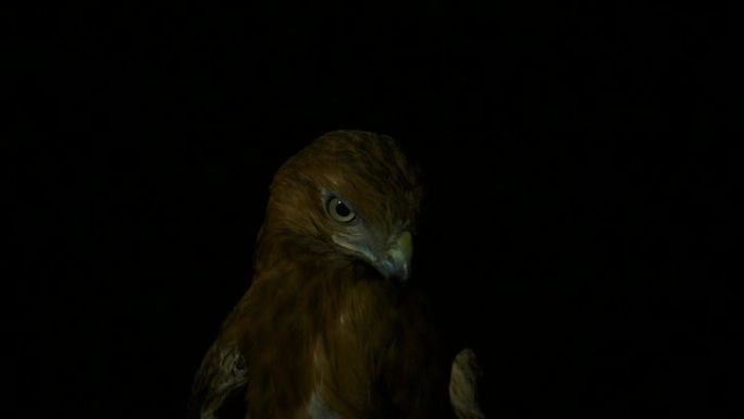 黑暗中的沙漠鹰鸟的头在路灯附近